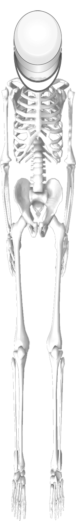 Skeleton